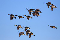 Canada Geese Arriving