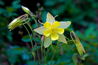 Yellow Columbine