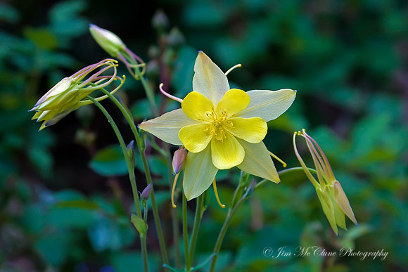 Yellow Columbine