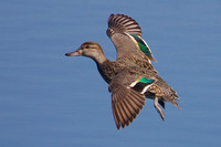 Green winged Teal-Female, CA