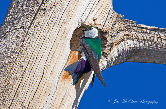 Violet-green Swallow, Big Bear