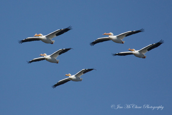 White Pelicans - Big Bear Lake