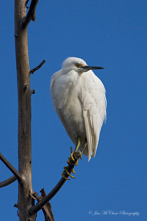 Snowy Egret, San Joaquin WS, CA