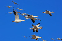 Snow Geese, New Mexico