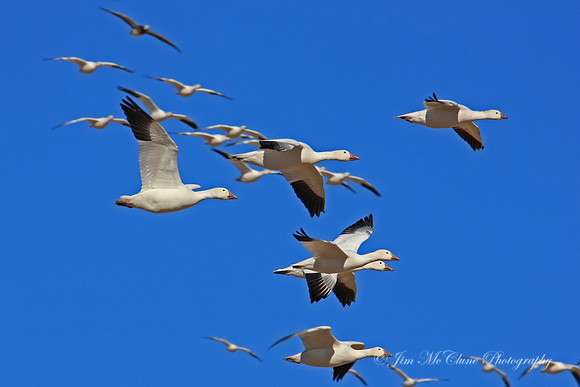 Snow Geese, New Mexico