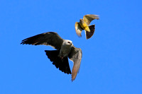 Kingbird Vs. Kite