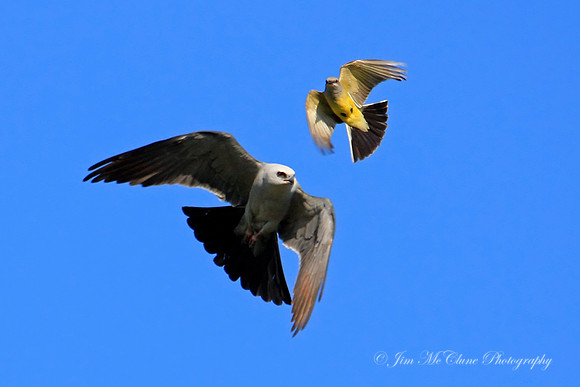 Kingbird Vs. Kite