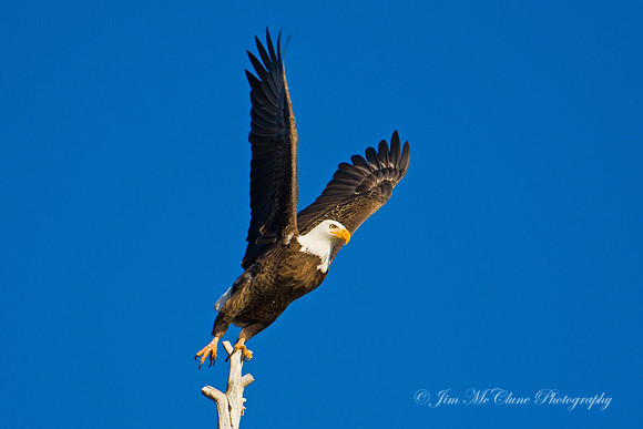 Eagle Liftoff, Big Bear Lake