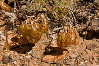 Bladderpods