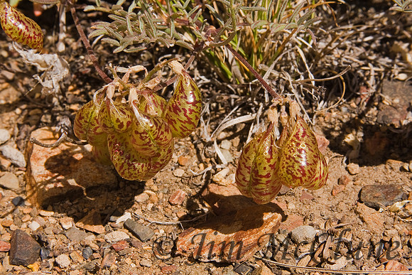 Bladderpods