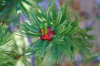 Whitebark Pine, Pollen Cones
