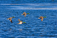 4 Mallards, Big Bear Lake