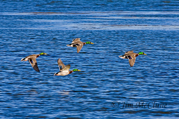 4 Mallards, Big Bear Lake