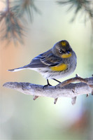 Yellow Rumped Warbler, Big Bear