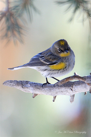 Yellow Rumped Warbler, Big Bear