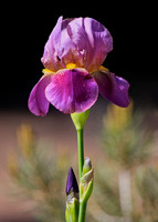 Purple Iris