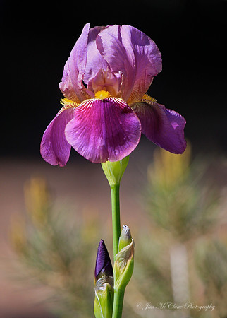 Purple Iris