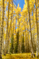 Colorado Fall Colors