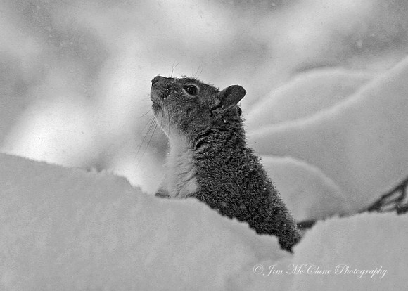 Gray Squirrel Snowflakes