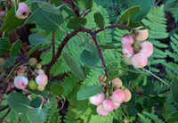 Manzanita Berries