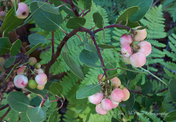 Manzanita Berries
