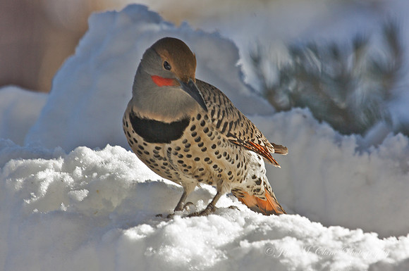 Flicker