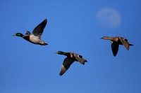 3 Mallards & Moon, Big Bear Lake