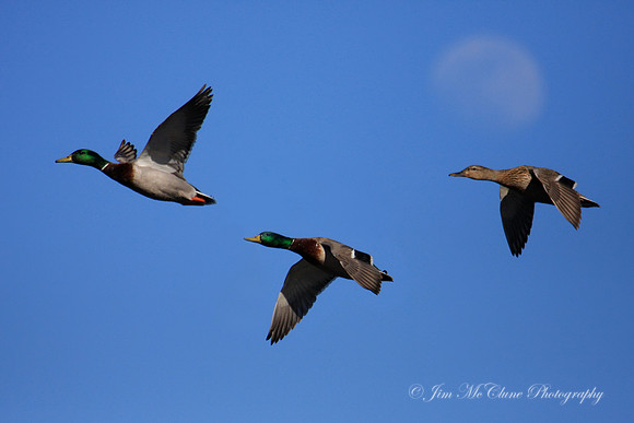 3 Mallards & Moon, Big Bear Lake