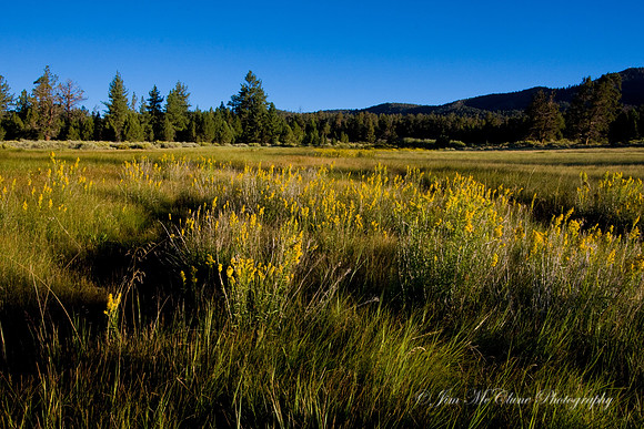 Golden Meadow