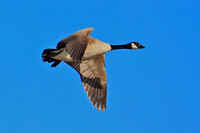 Canada Goose