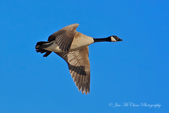 Canada Goose