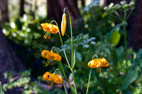 Kelley's Tiger Lily