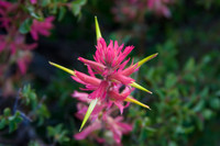Wildflowers