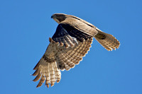 Birds in Flight