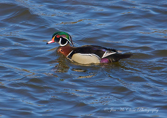 Wood Duck - Big Bear Lake