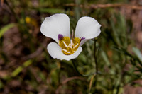 Mariposa Lily