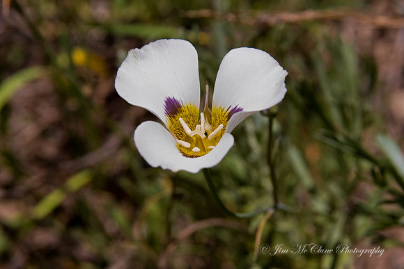 Mariposa Lily