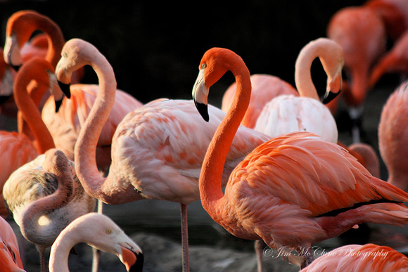 Flamingos, Captive