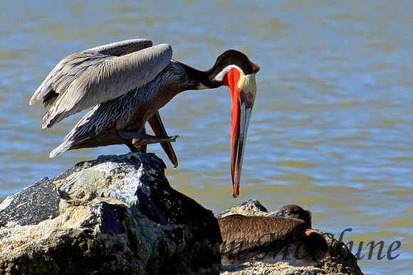 Brown Pelicans on Obsidian