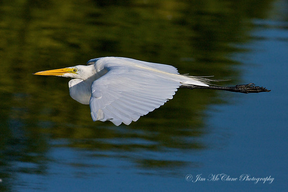 Great Egret, Texas