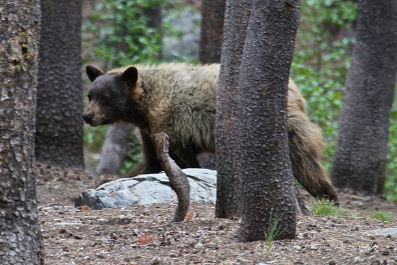 Black Bear, High Sierras, CA