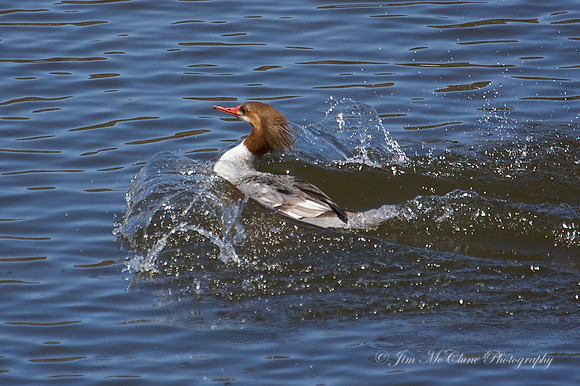 Common Merganser - Bow Wave