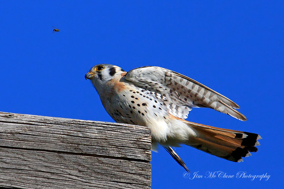 Kestrel and Fly