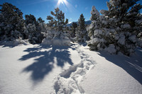 Snow Shoeing Big Bear