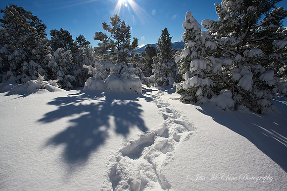Snow Shoeing Big Bear