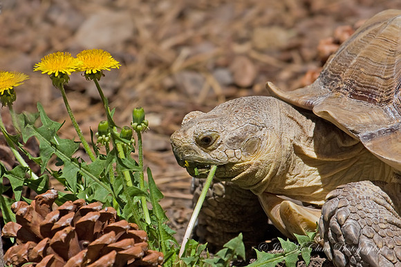 Tortoise Feasting, captive