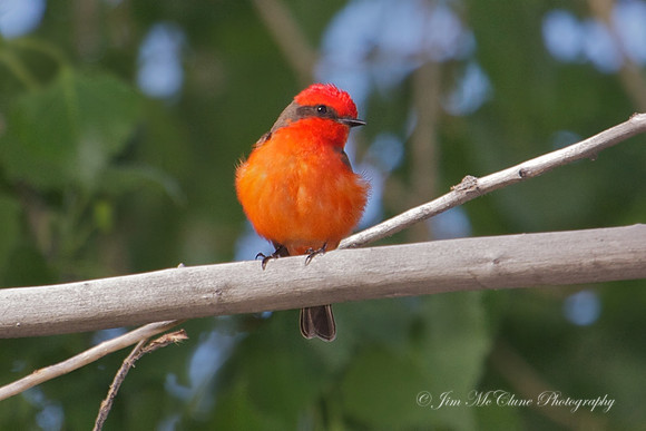 Vermillion Flycatcher-Male, CA