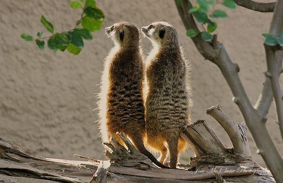 Meerkats, Captive