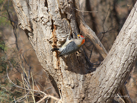 Golden-fronted Woodpecker