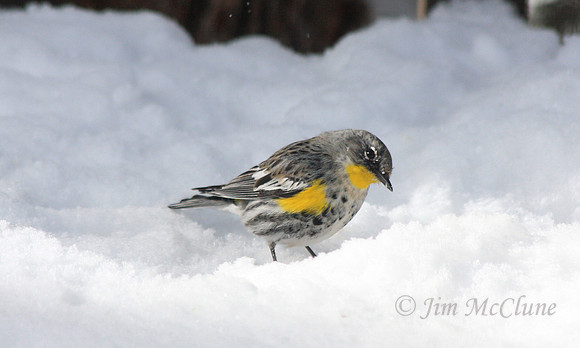 Yellow Rumped Warbler in Snow, Big Bear